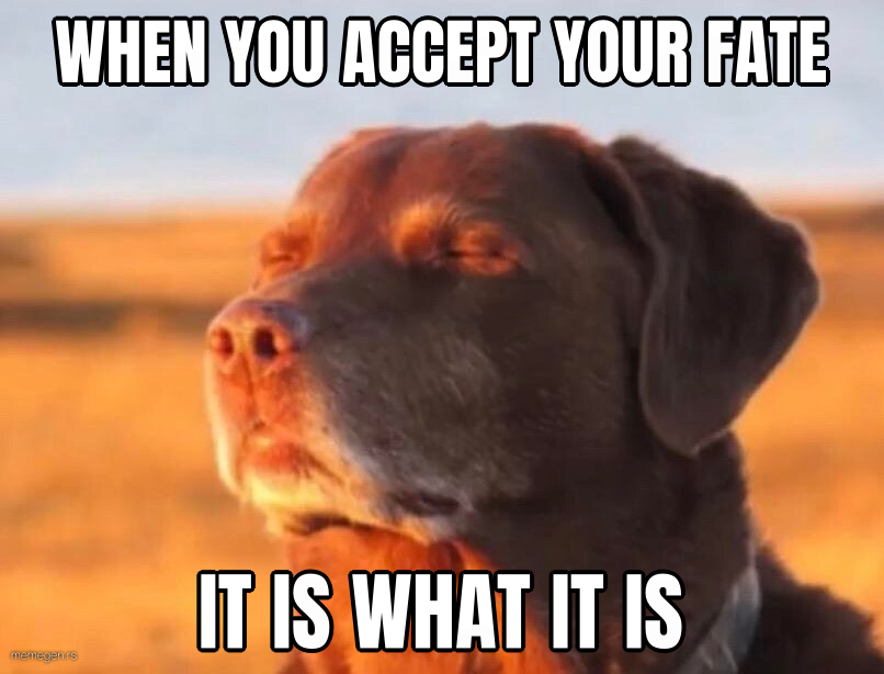 Dog accepting fate preview