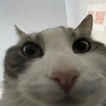 Cat looks inside