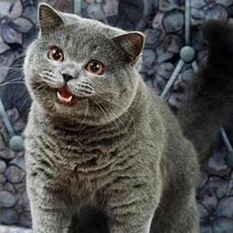 I can has cheezburger cat