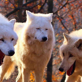 Laughing Wolf