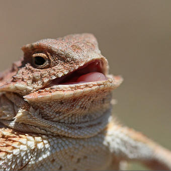 Laughing Lizard