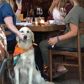 Woman Holding Dog's Mouth