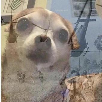 PTSD Chihuahua