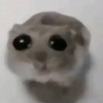 Sad Hamster