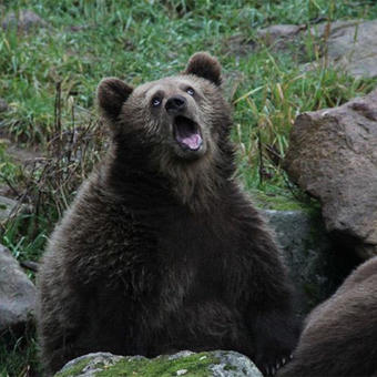 Sarcastic Bear