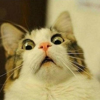 Scared Cat