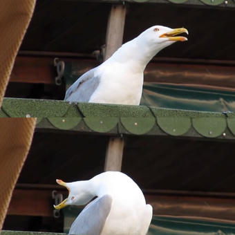 Screaming Seagull