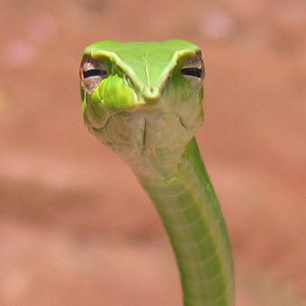Skeptical Snake