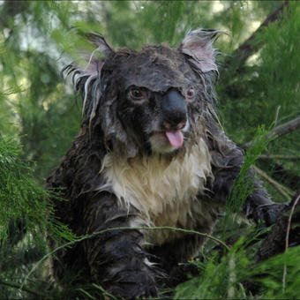 Surprised Koala