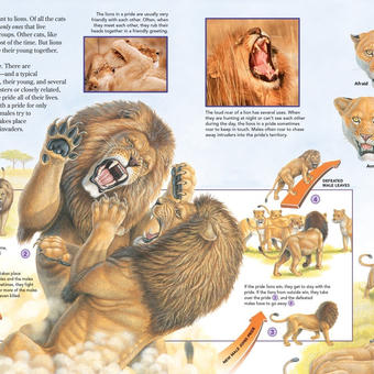 The Lion Fighting