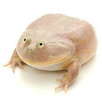 Wednesday Frog